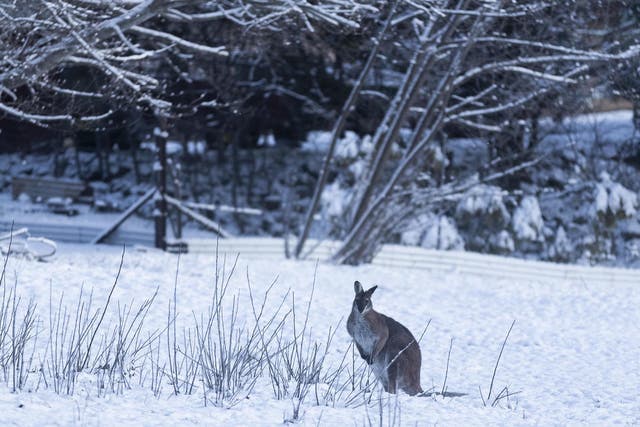 A wallaby is seen in the snow on August 23, 2020 in Adaminaby, Australia