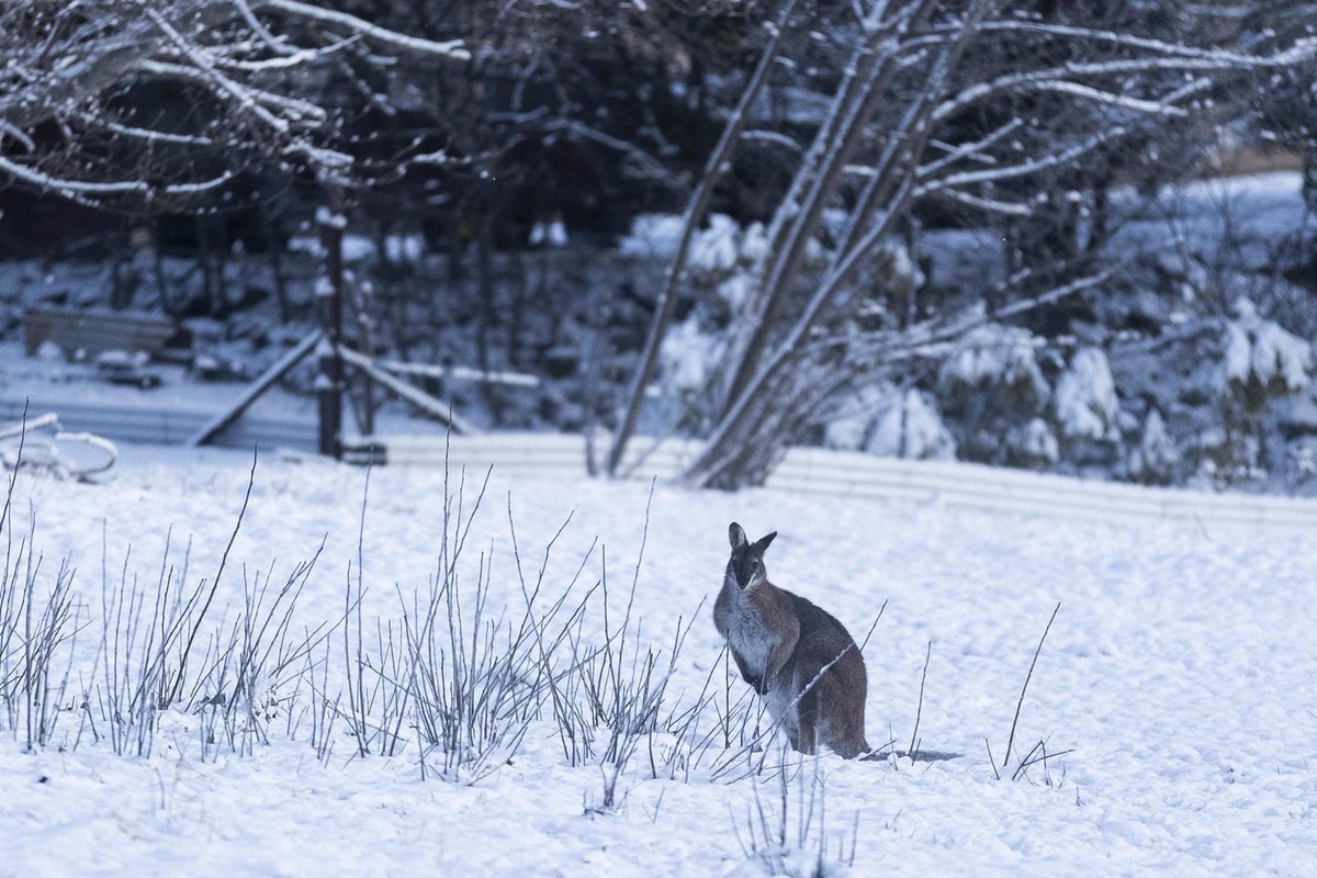 https://static.independent.co.uk/s3fs-public/thumbnails/image/2020/08/23/21/australia-snow.jpg?width=1200&height=800&crop=1200:800