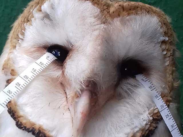 The tear collection of a barn owl