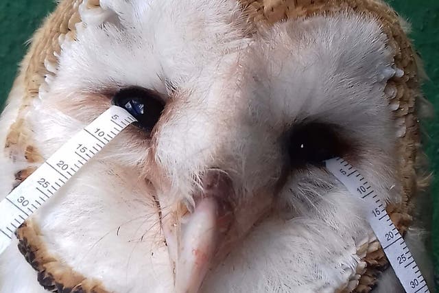 The tear collection of a barn owl