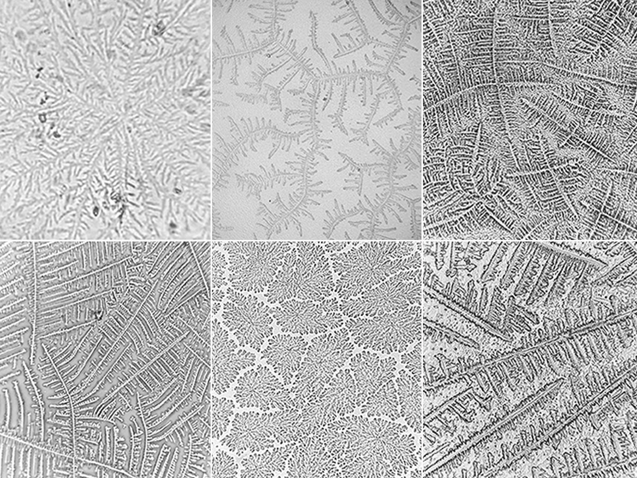 Clockwise from top left, the crystal patterns from the tears of a tortoise, a caiman, a hawk, a sea turtle, an owl and a parrot (Arianne P Oria et al)
