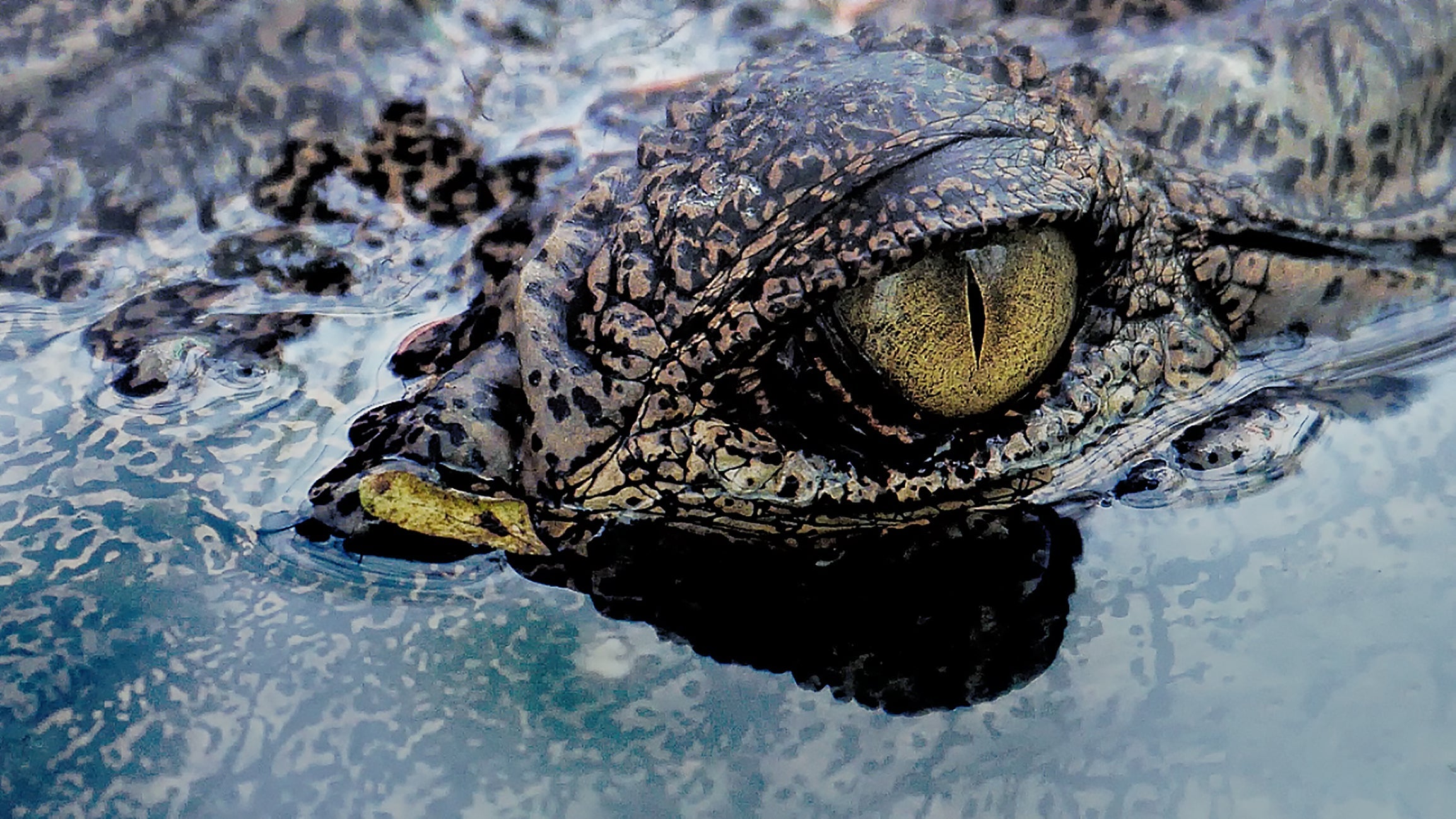 Caimans can go for about two hours without blinking