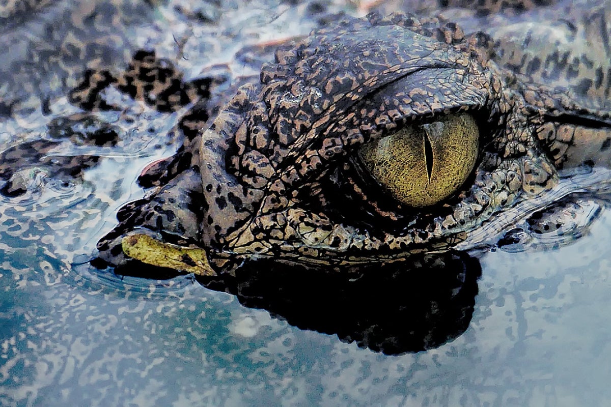Scientists discover crocodile ancestor species
