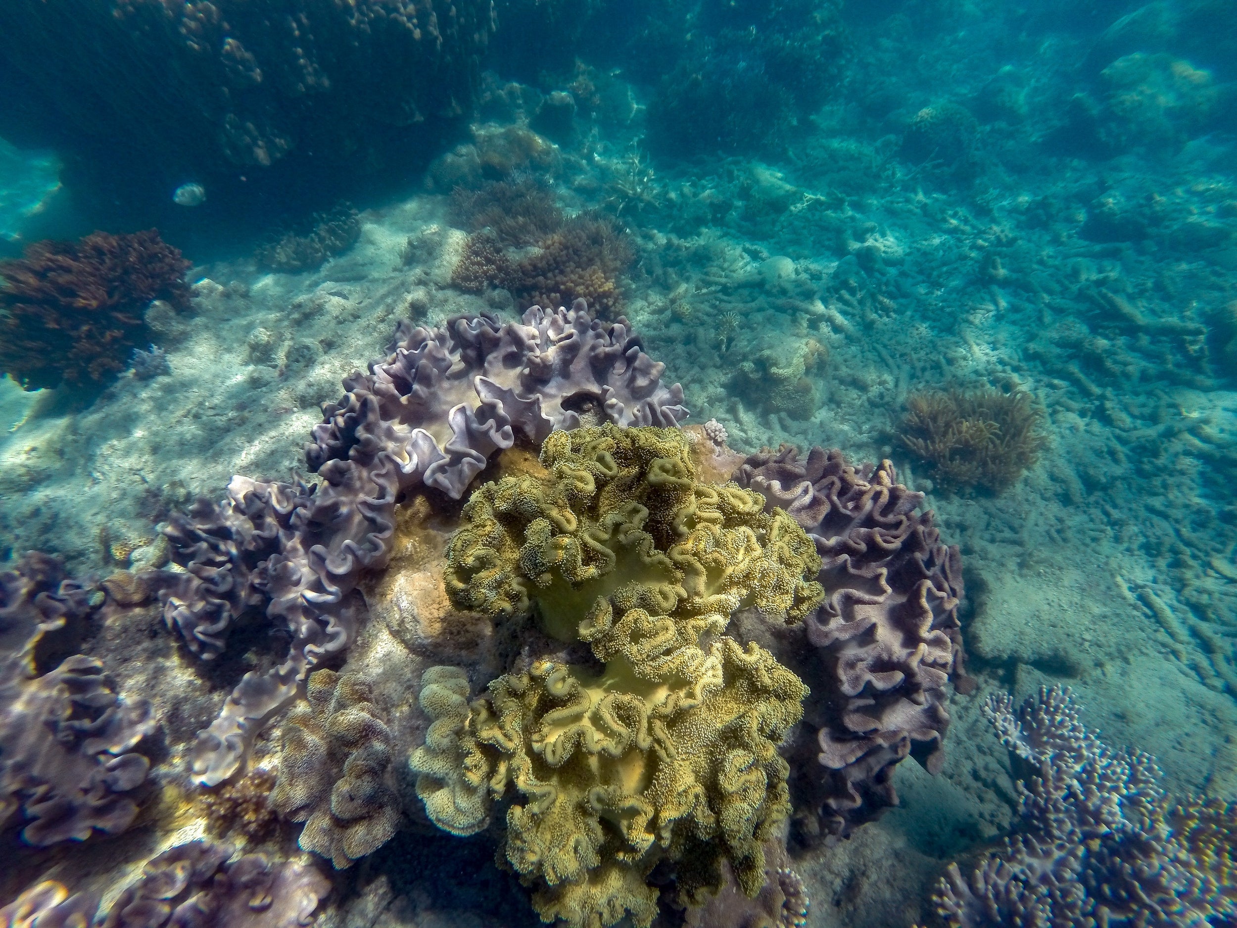 Colorful corals in shallow water at the Great Barrier Reef