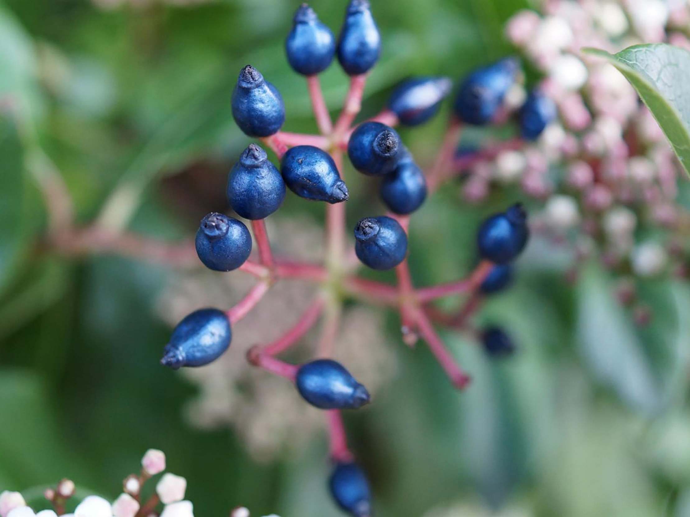 Feeling blue: fruits of the Viburnum tinus plant (Rox Middleton/NYT)