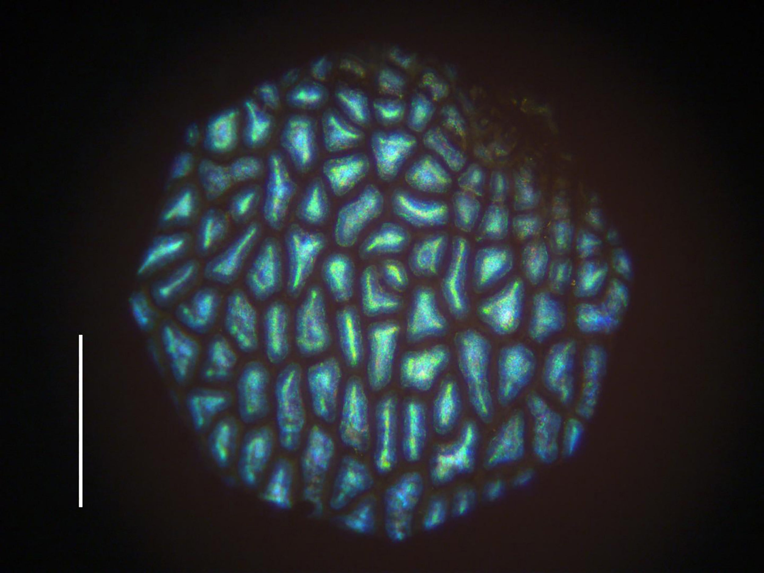 Glow on: a microscopic view of the plant (Rox Middleton/NYT)