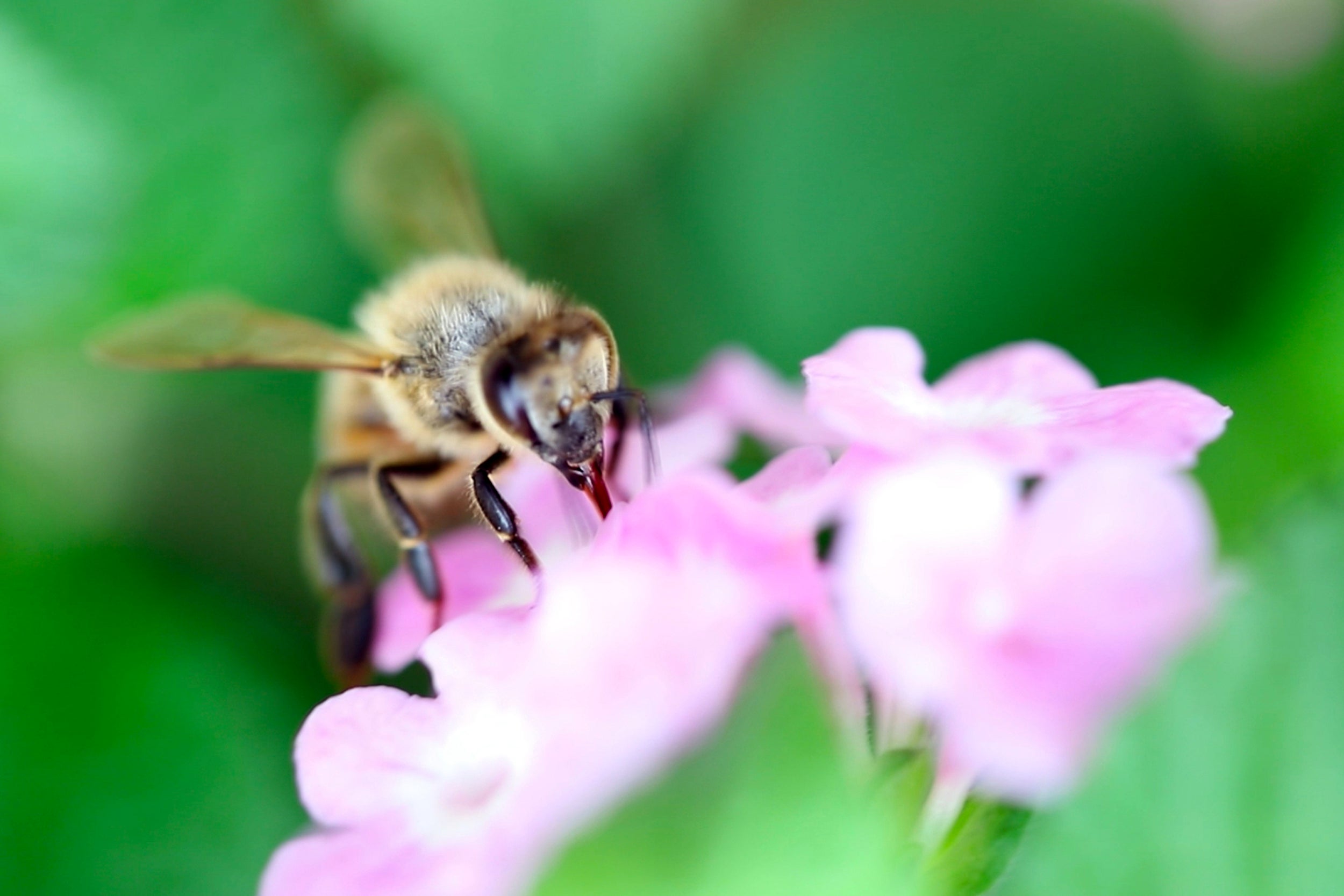 Dinnertime: a bee taking pollen from a flower (Jiangkun Wei/NYT)