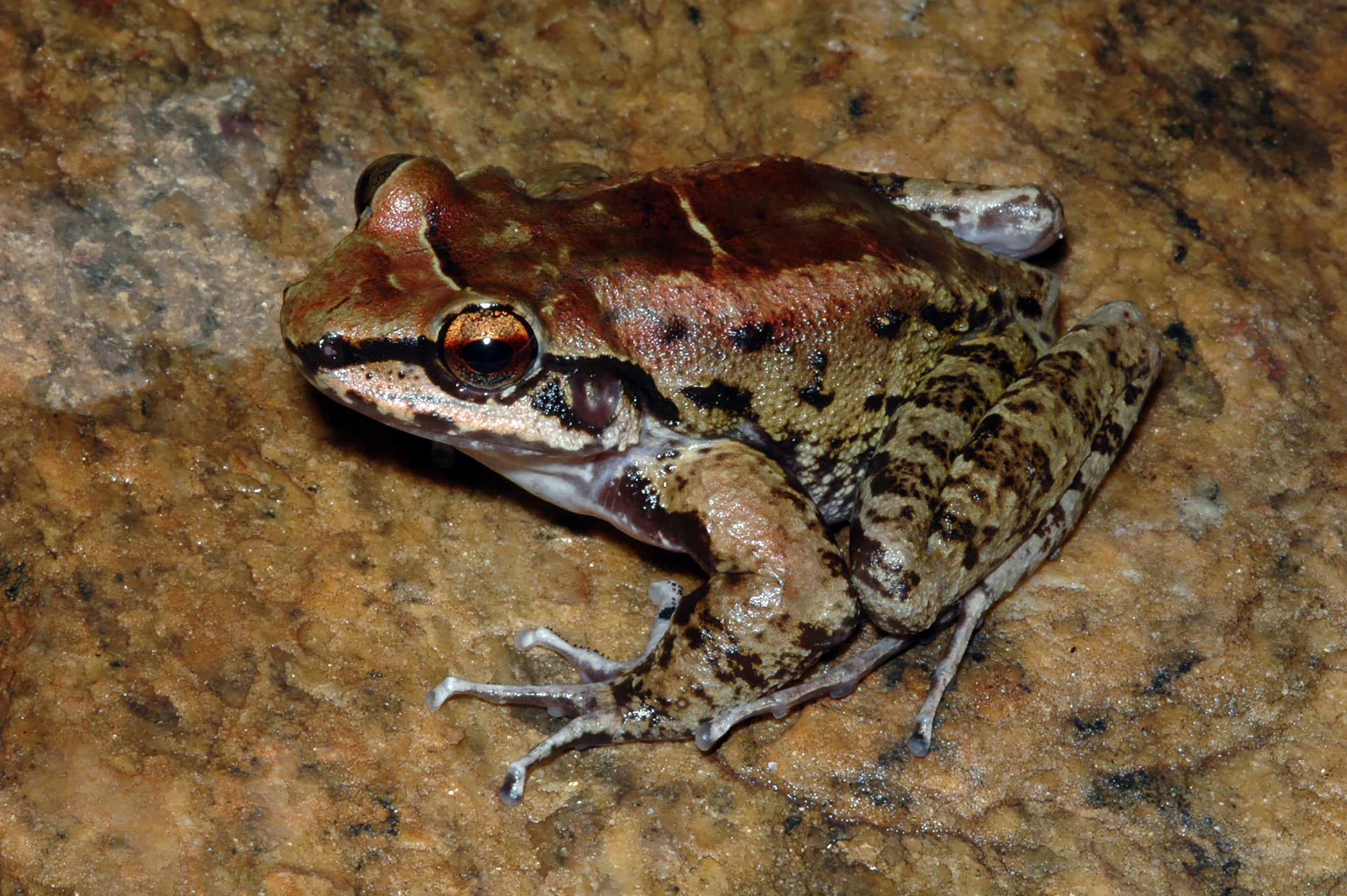 Some frogs have multiple mating partners (Fabio de Sa/NYT)