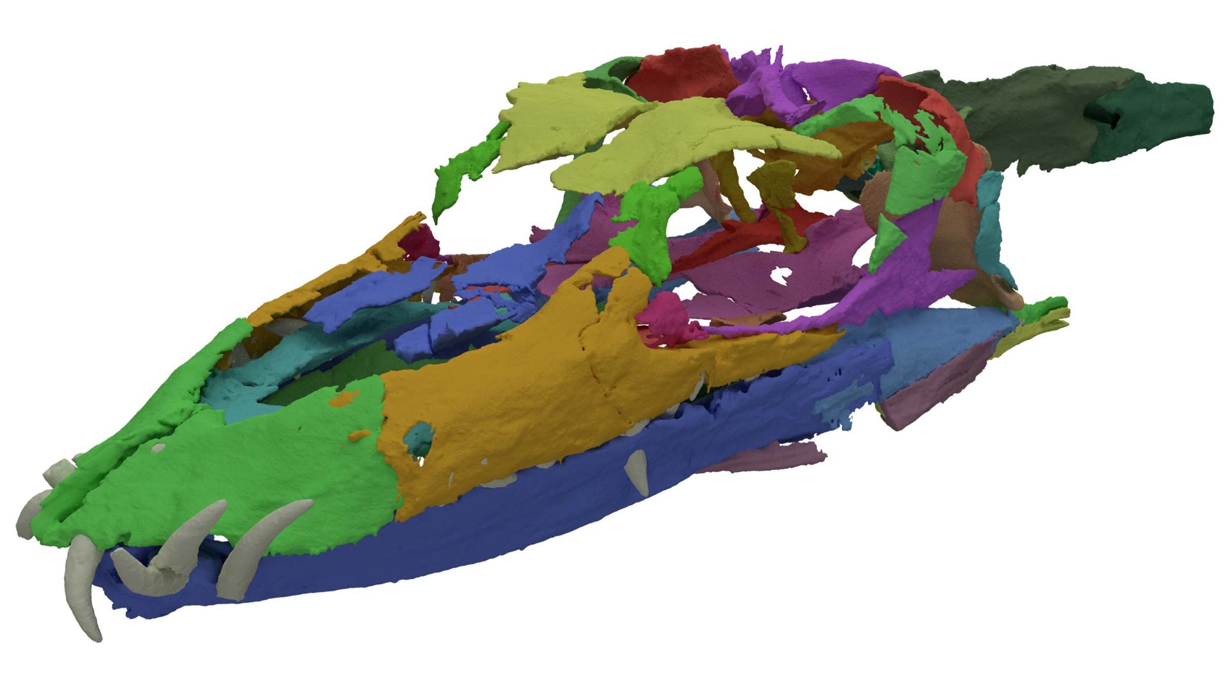 A digitally-reconstructed skull of Tanystropheus (Stephan Spiekman/NYT)