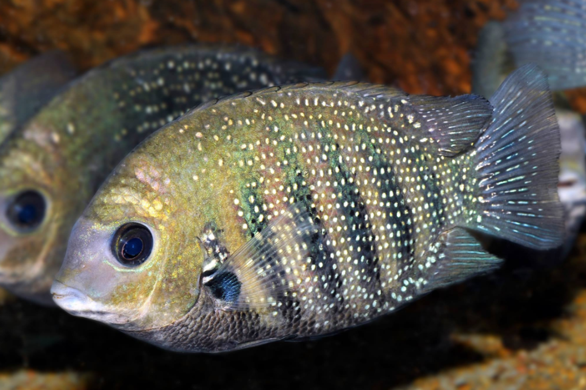 Luxury hotel converts swimming pool into fish farm during pandemic