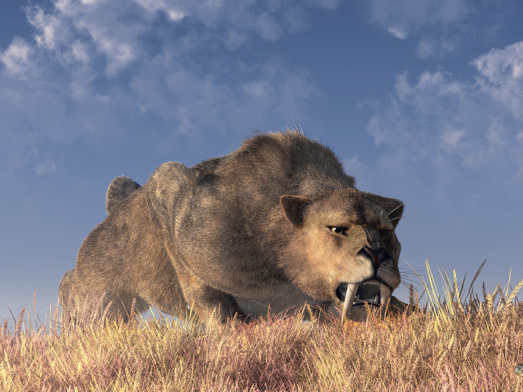 Artist's impression of a saber-toothed cat