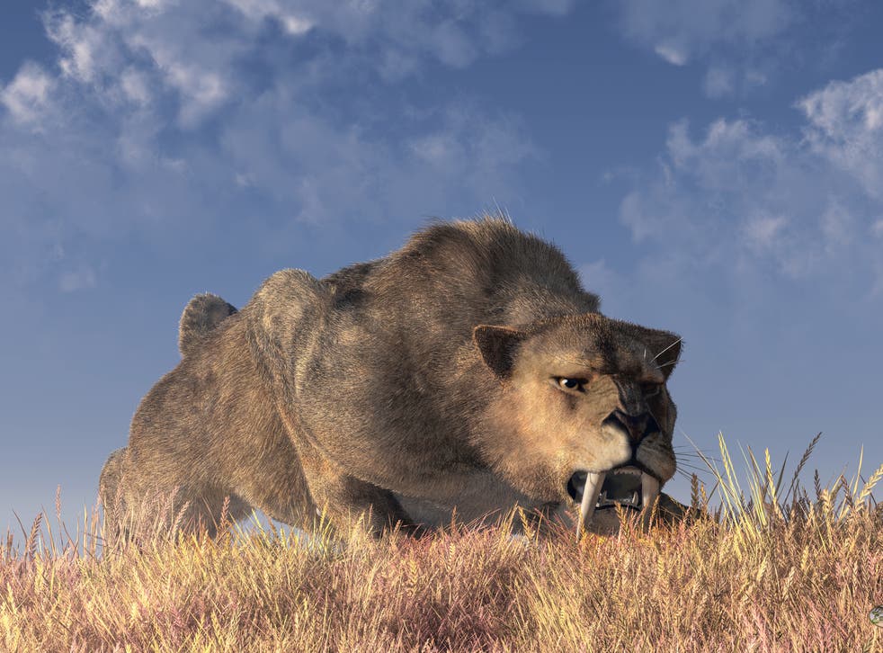 Artist's impression of a saber-toothed cat
