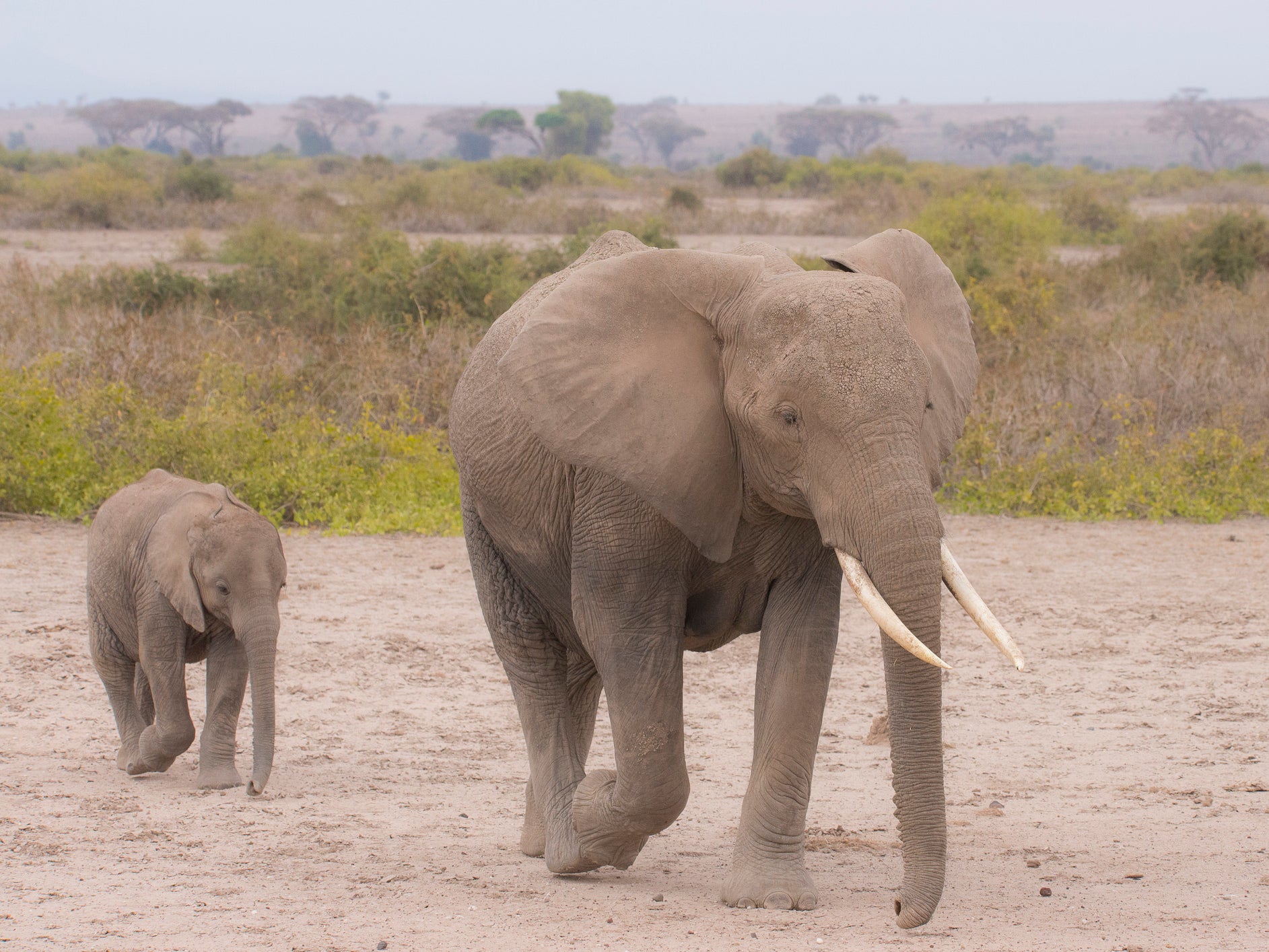 Around 10,000 to 15,000 African elephants are poached every year – roughly 40 a day – to satisfy international demand for ivory