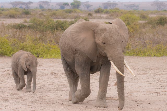 Around 10,000 to 15,000 African elephants are poached every year – roughly 40 a day – to satisfy international demand for ivory
