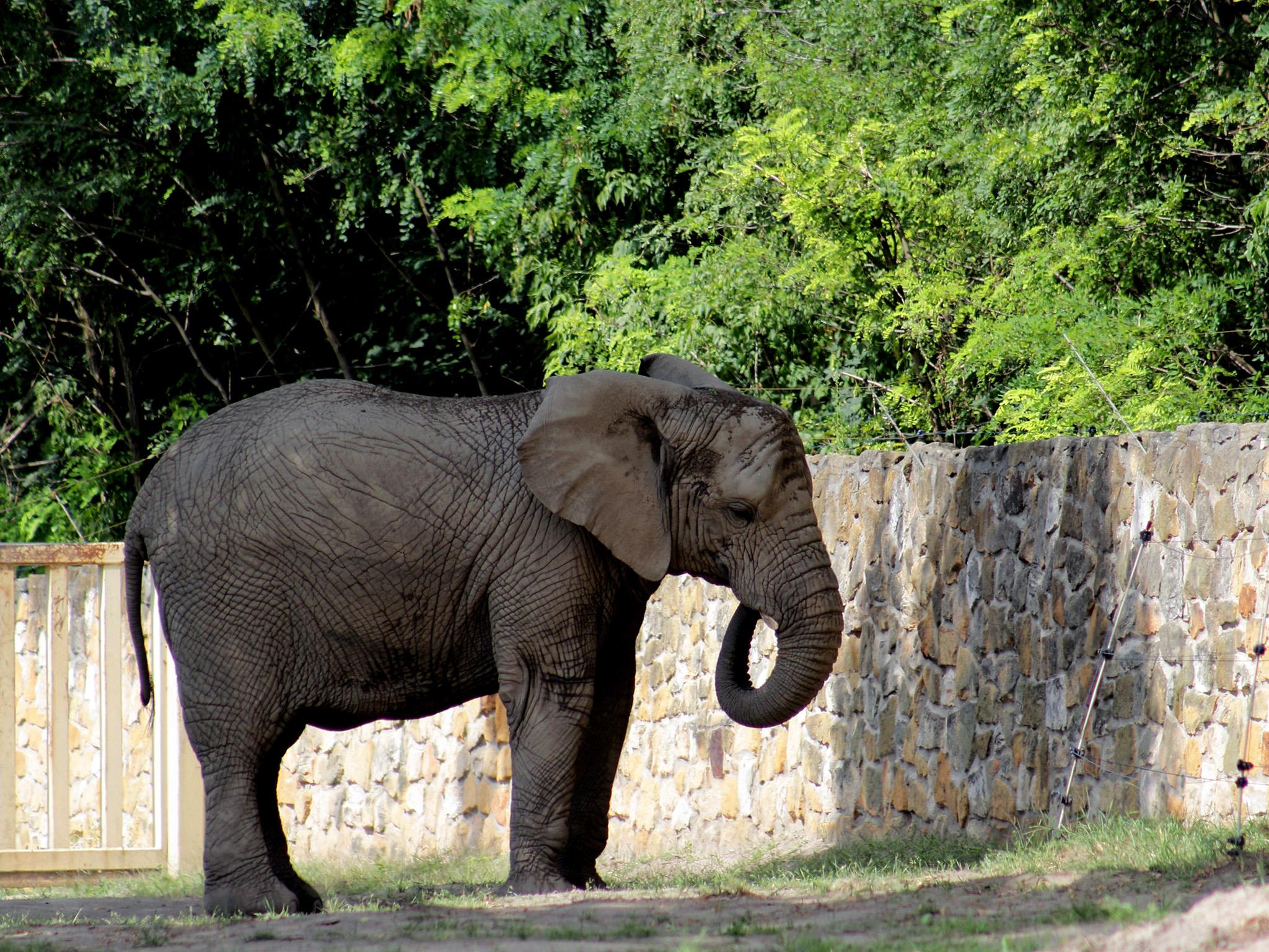 Elephants at the Warsaw Zoo (pictured) are dealing with a death in the herd