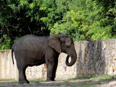 Depressed elephant at Warsaw Zoo to receive experimental cannabis oil treatment