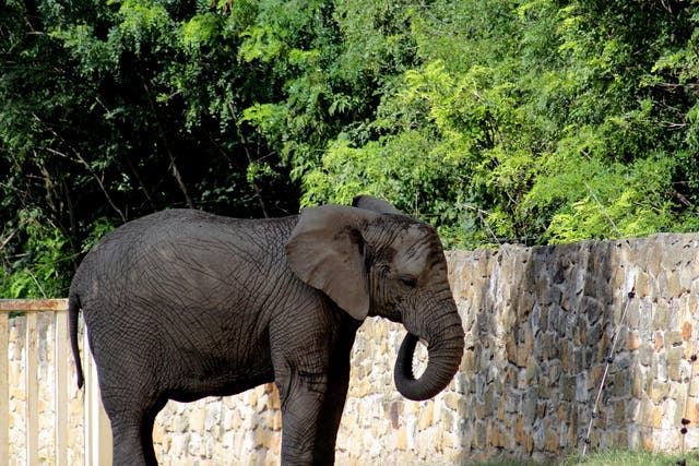 Elephants at the Warsaw Zoo (pictured) are dealing with a death in the herd