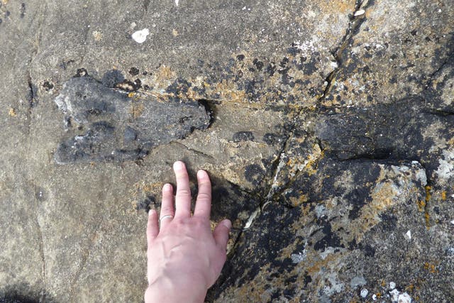 The fossil was spotted by Dr Elsa Panciroli as she ran along the beach on the Isle of Eigg