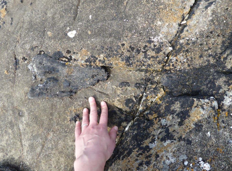 The fossil was spotted by Dr Elsa Panciroli as she ran along the beach on the Isle of Eigg