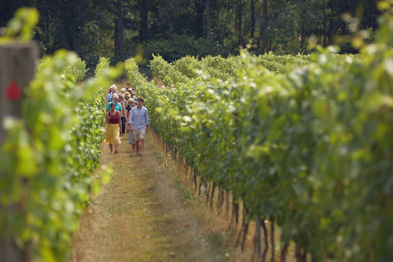 Take a tour of Albury Organic Vineyard