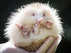 Albino hedgehog rescued from ‘death’s door’ by six-year-old boy