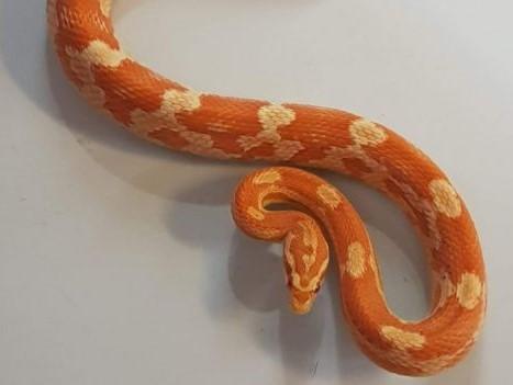A corn snake found in a Leeds bedroom