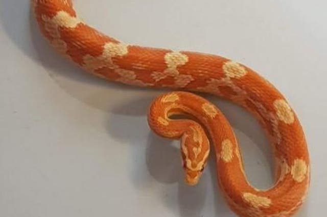 A corn snake found in a Leeds bedroom