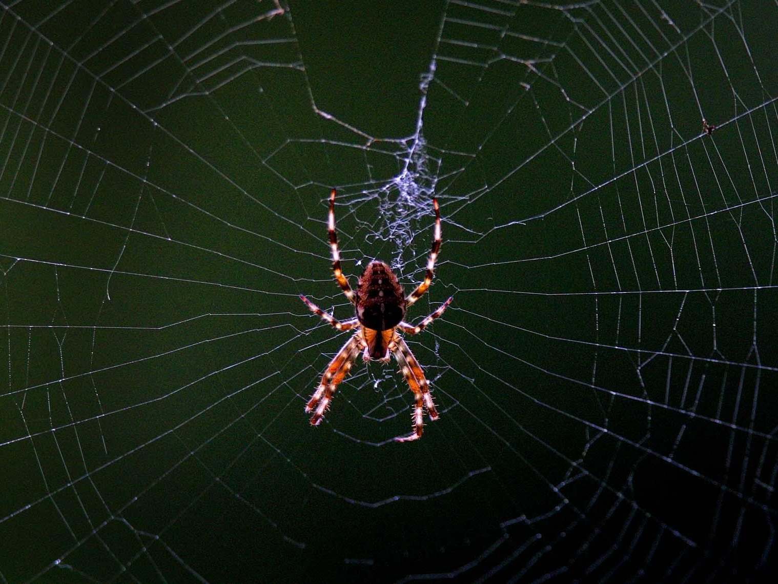 Giant House Spiders The Size Of Your Hand Invading 