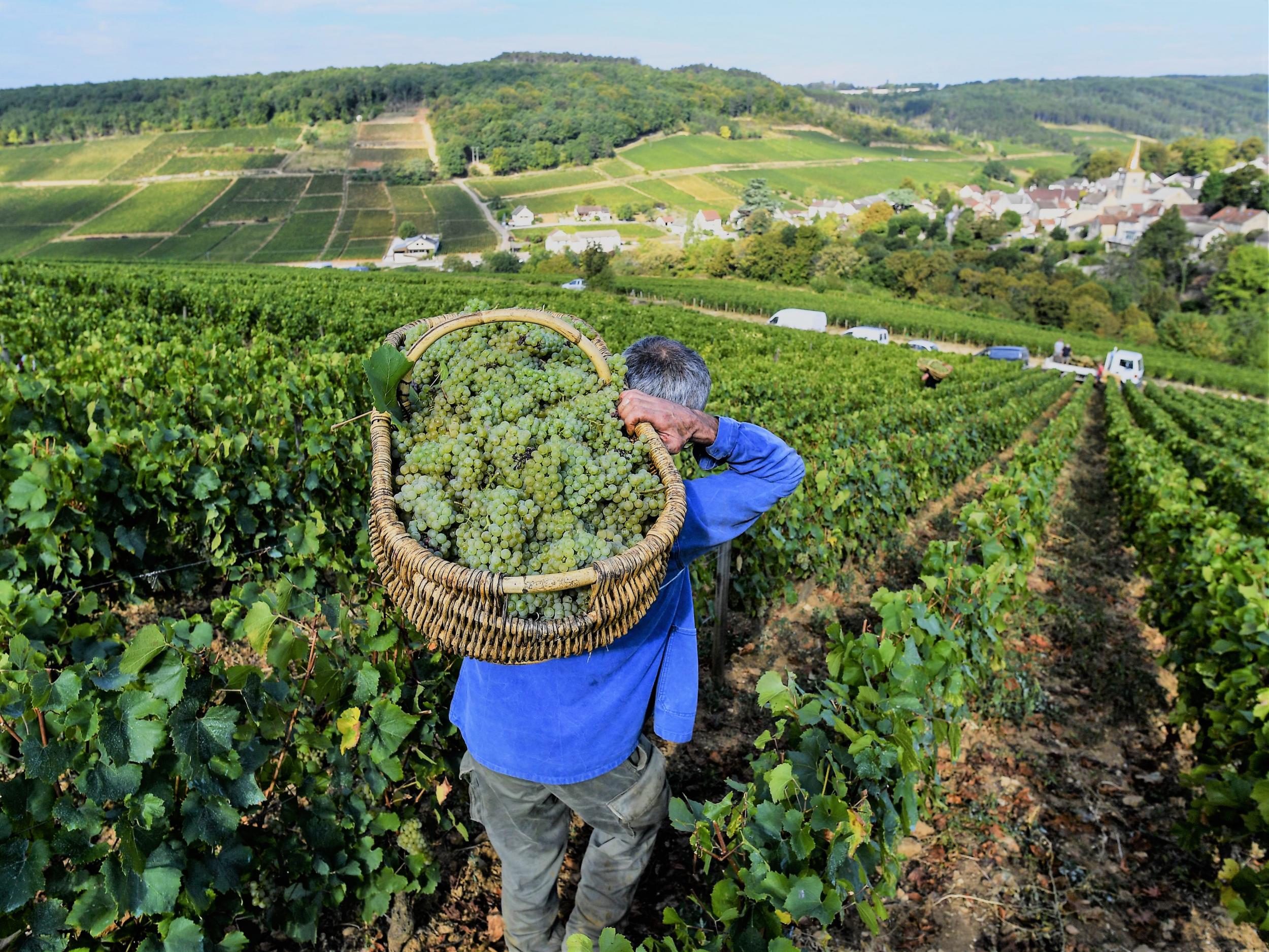 A worker carries a wicker basket full of grapes during the harvest at the Corton-Charlemagne vineyard in Burgundy, France