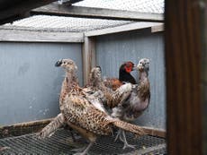 Pheasants and partridges found stressed in barren metal cages at farm