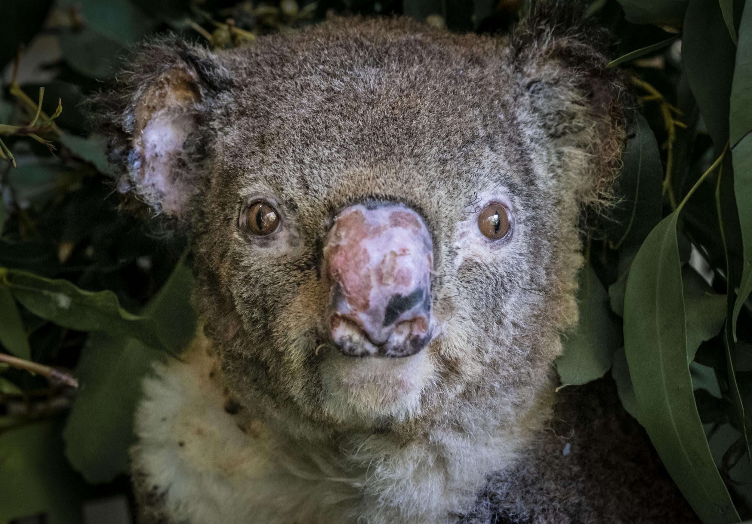 A burnt koala named Flash, a victim of the bushfires at Hillville near Taree (NSW), in Australia, December 2019