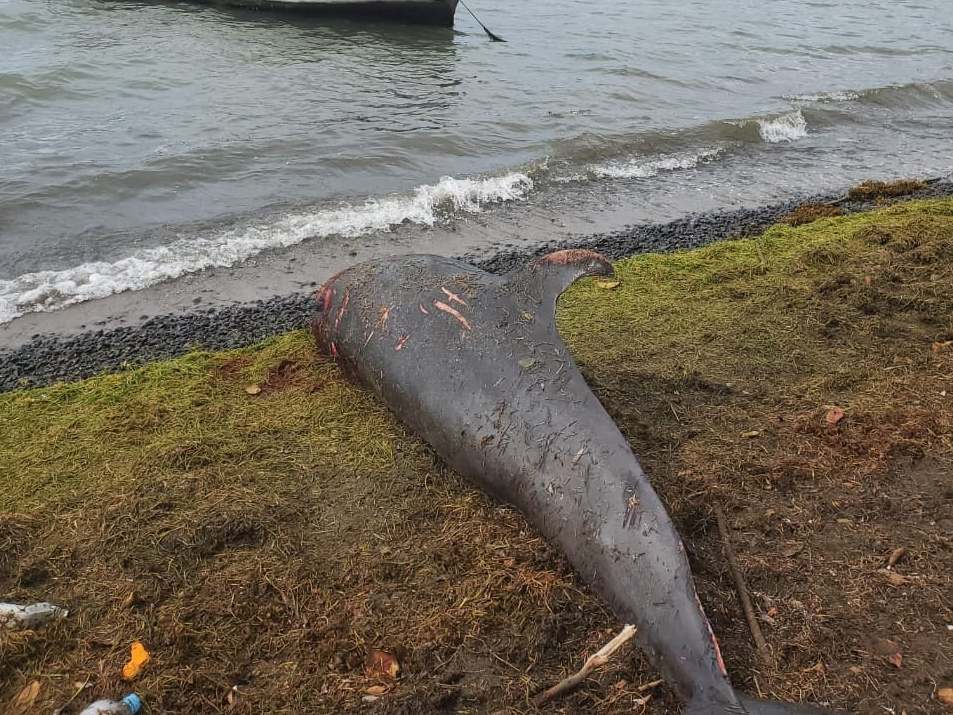A dolphin carcass lies near the water at Grand Sable, Mauritius