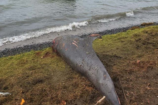 A dolphin carcass lies near the water at Grand Sable, Mauritius