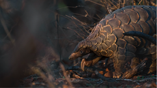 Endangered pangolins threatened as coronavirus hit conservation funds