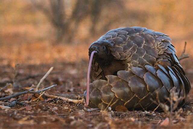 Francois Meyer, African Pangolin Working Group