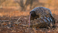 Stop the Illegal Wildlife Trade: How pangolins became the ultimate luxury good