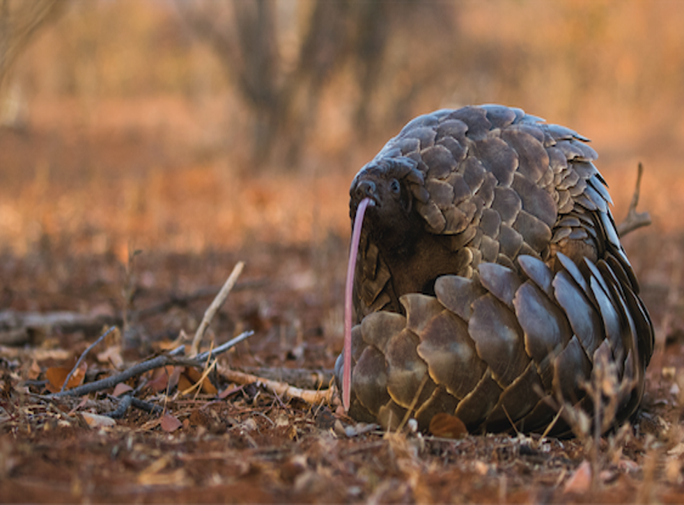 Francois Meyer, African Pangolin Working Group
