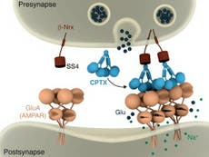 Brain and spinal cord function could be repaired by new synthetic molecule, research shows