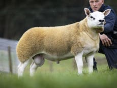 World’s most expensive sheep sold for £367,500 at auction