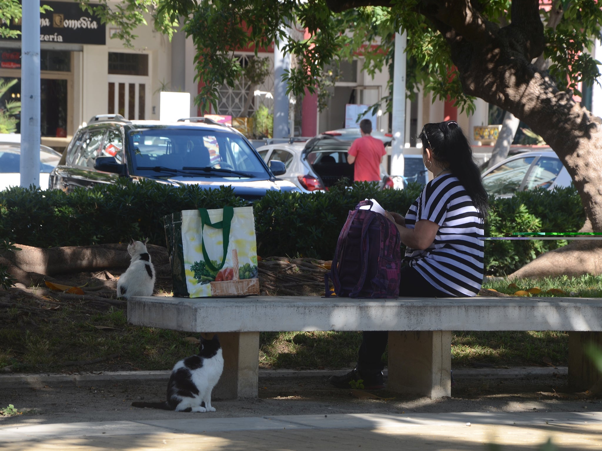 Maria, who turns up at the park twice a fortnight with cat food, is the stray’s longest-serving caregiver