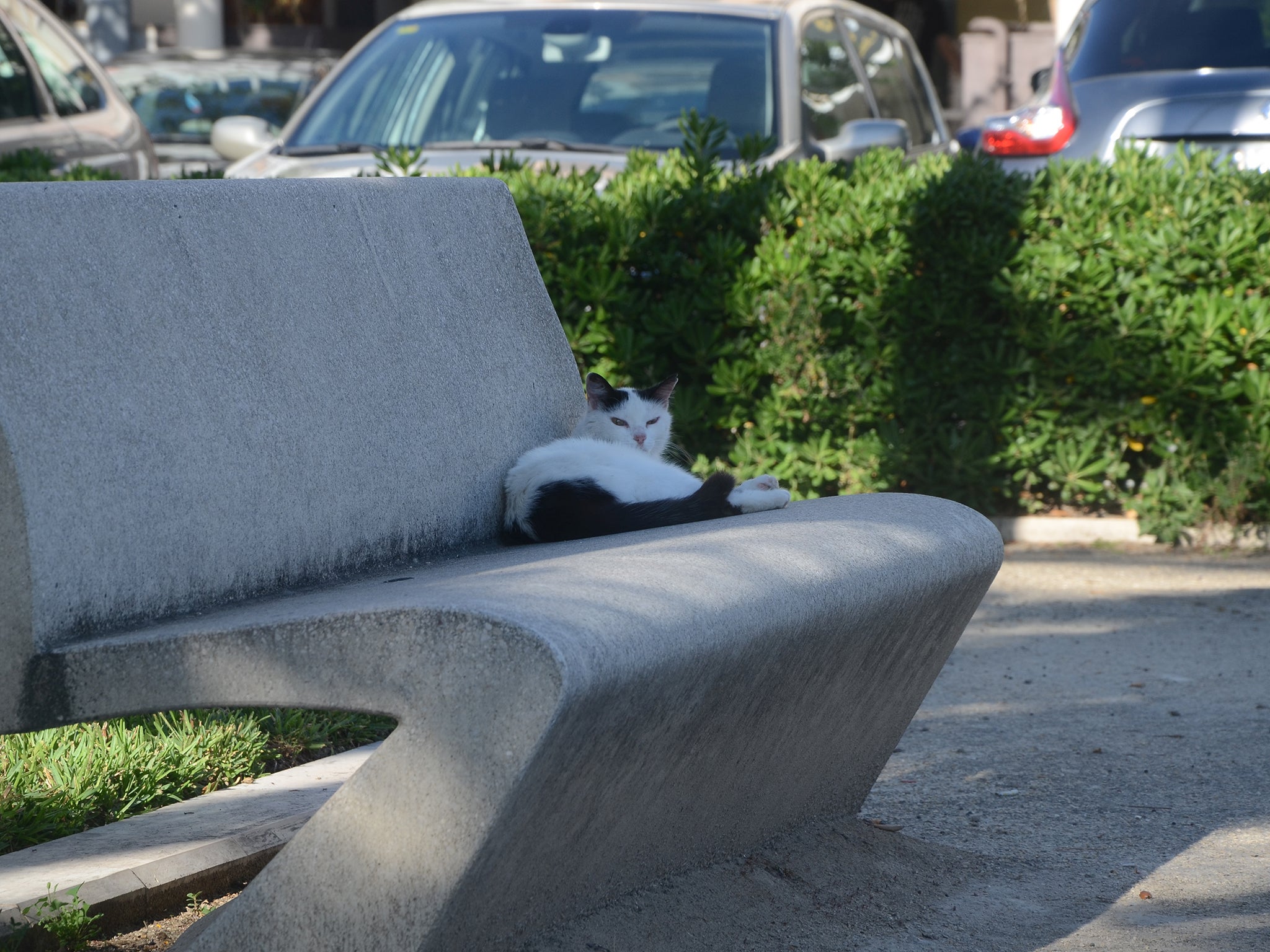 Princesa, a female with a luxurious white coat, was so named for her aloof, regal manner