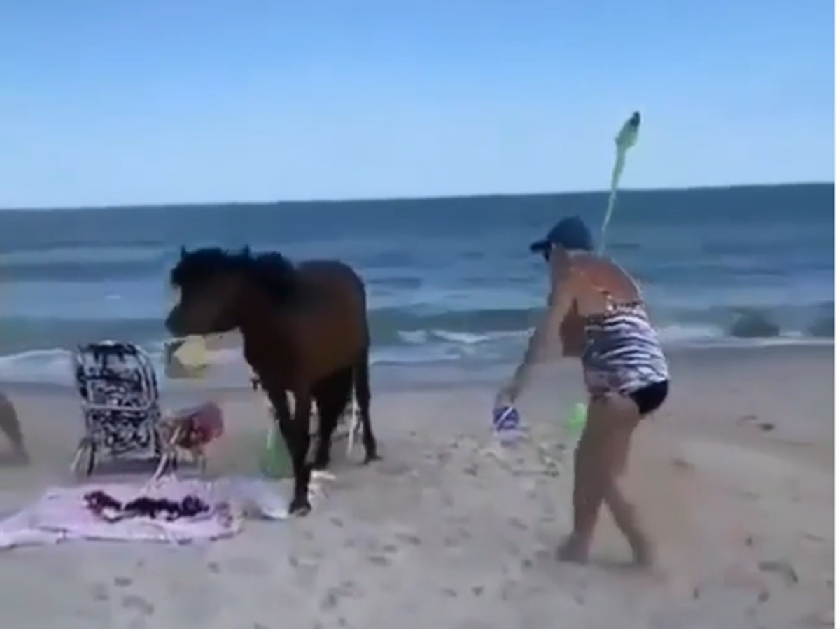Anger as Instagram refuses to remove 'vile' videos of animal cruelty published as 'entertainment' | The Independent | The Independent Anger as Instagram refuses to remove 'vile' videos of animal cruelty published as 'entertainment' | The Independent | The Independent