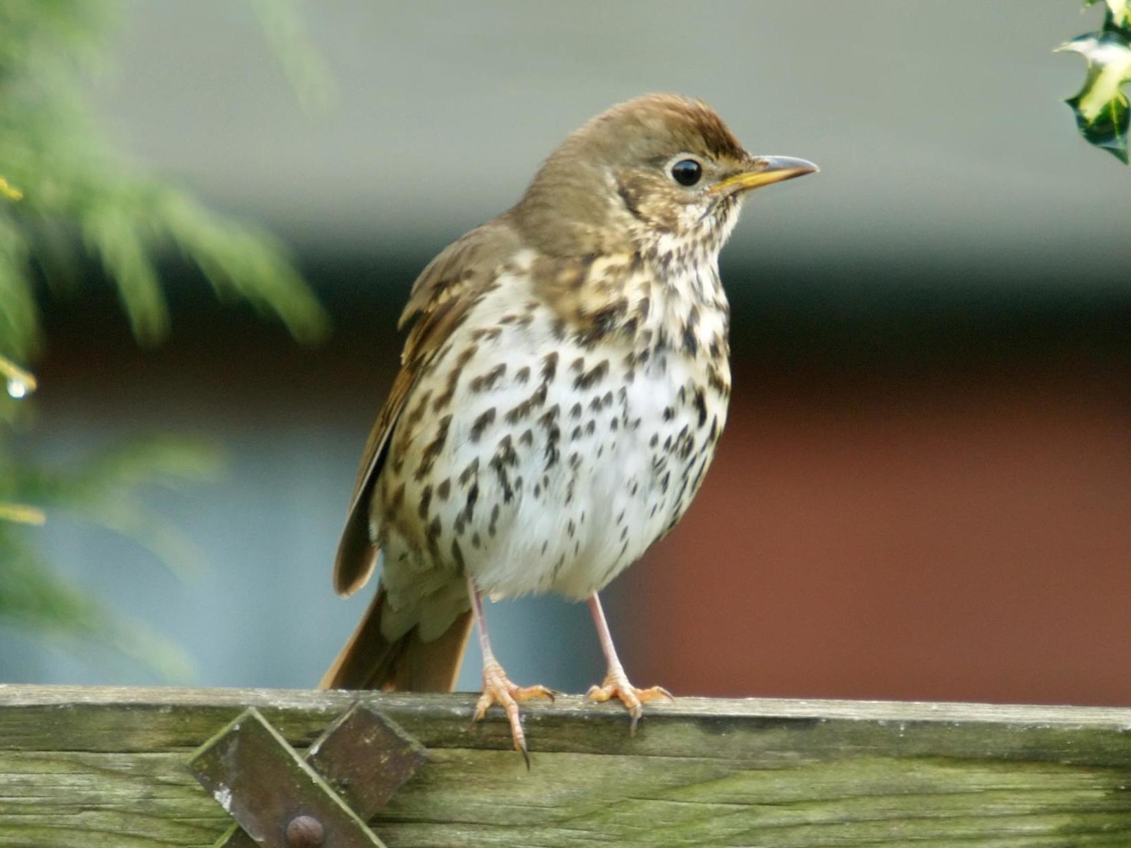 Hunters target thrushes and other songbirds with the controversial traps