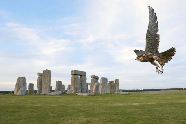 A peregrine falcon flies at Stonehenge in Wiltshire.
