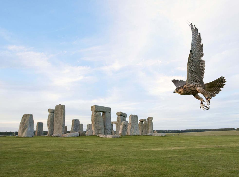 A peregrine falcon flies at Stonehenge in Wiltshire.