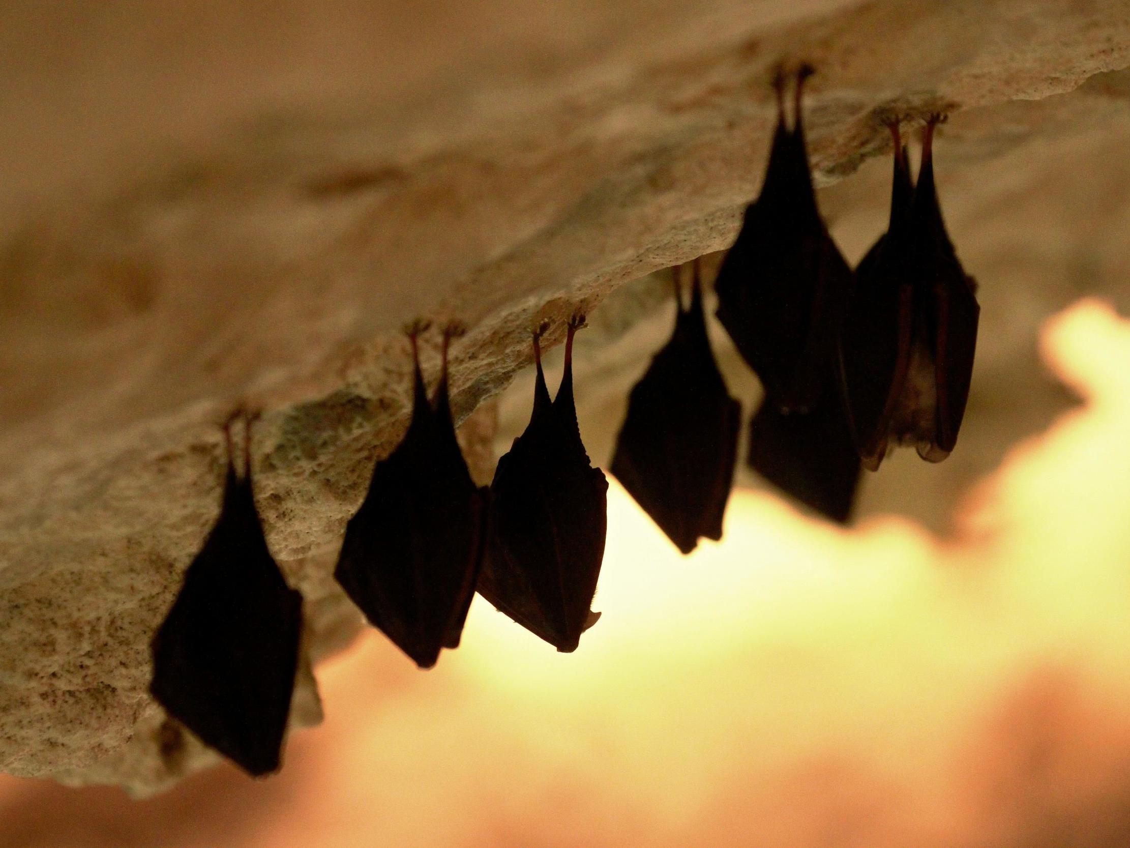Researchers think coronavirus jumped from bats to humans via an intermediate animal
