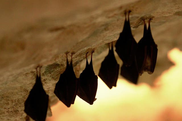Researchers think coronavirus jumped from bats to humans via an intermediate animal