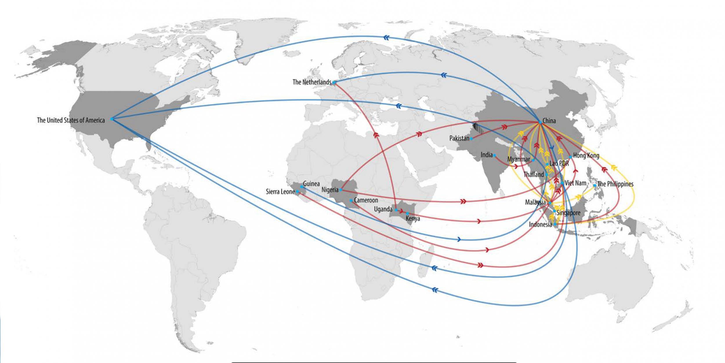 The top trade routes used for large-quantity shipments of pangolins, based on the available data of international incidents with quantitative information. Trade routes for body parts are depicted in blue (sum ≥100 body parts), for scales in red (sum ≥1000 kg), for whole animals in yellow (sum ≥500 animals). Large-quantity shipments are weighted equally (using the same line thickness) across the three different commodities. Single arrow heads (&gt;) indicate a transit edge in a trade route, and double arrow heads (&gt;&gt;) indicate the last edge in the trade route. (Copyright: Traffic)