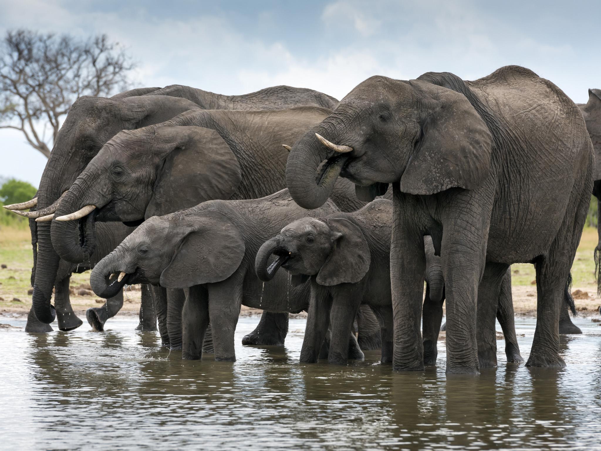 Dead elephants were discovered near Hwange National Park in Zimbabwe