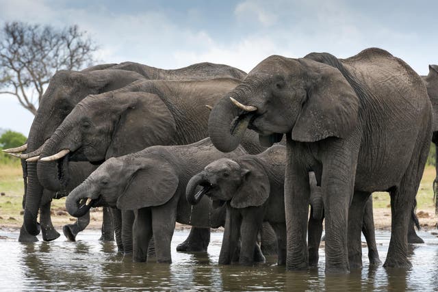 Este caso se da después de que en Botsuana han muerto al menos 350 elefantes desde mayo sin que se sepa la razón de su deceso